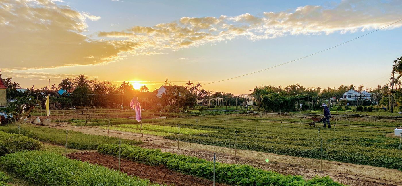 Image: PHOTO: Rice paddies in the Hoi An countryside. (photo by Chelsea Davis)
