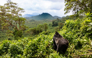 Rwanda, mountain, jungle, forest, gorilla, Volcanoes National Park.