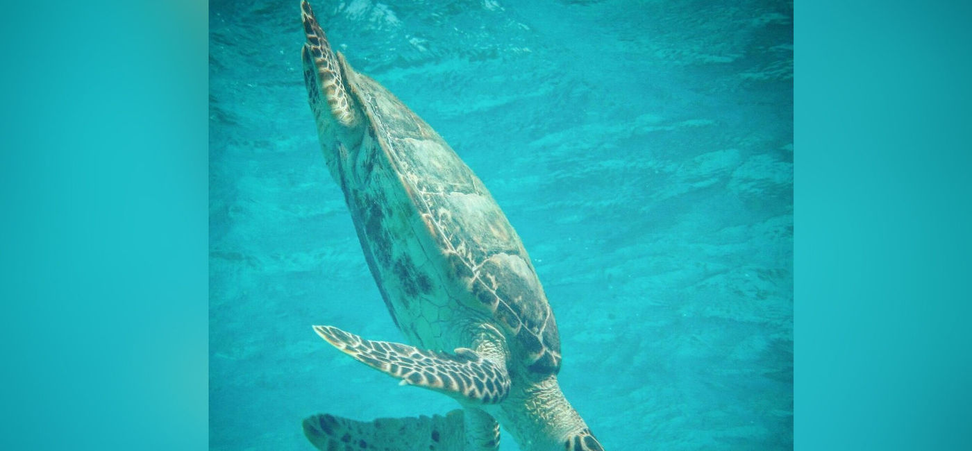 Image: PHOTO: A sea turtle frolicking underwater. (photo by Gary Crow)