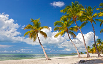 Florida Keys Beach, Palm Trees, Florida Sunshine