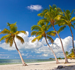 Florida Keys Beach, Palm Trees, Florida Sunshine