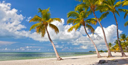 Florida Keys Beach, Palm Trees, Florida Sunshine