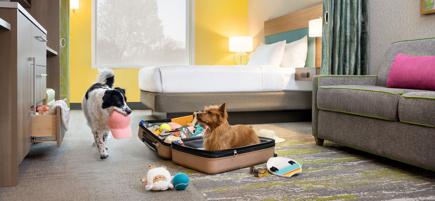 Image: Dogs enjoying a Home2 Suites by Hilton guest room. (photo courtesy of Hilton)