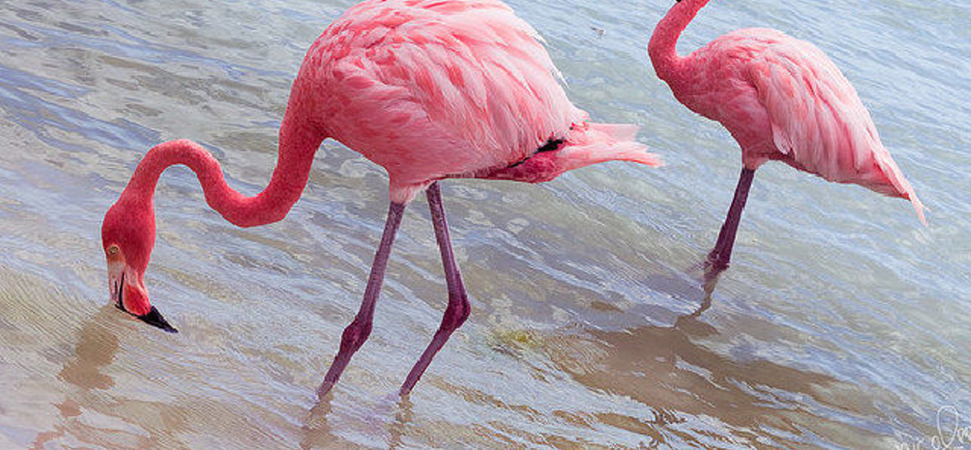 Image: PHOTO: Flamingos, Aruba Renaissance Resort & Casino (photo via Flickr/Nicolee Camacho)