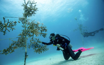 Iberostar's coral nurseries, part of the Protecting and Restoring the Mesoamerican Reef Project