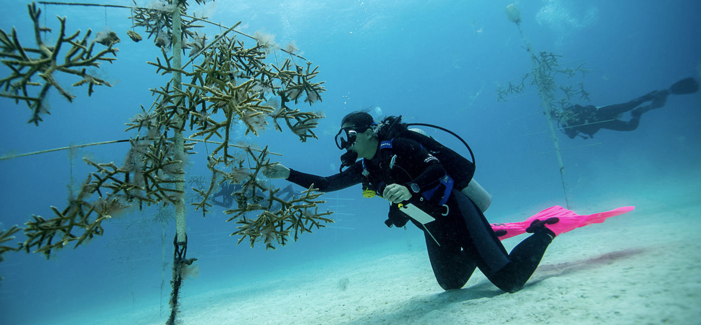 Image: Iberostar's coral nurseries, part of the Protecting and Restoring the Mesoamerican Reef Project. (photo via Paul Selvaggio) ((photo via Paul Selvaggio))