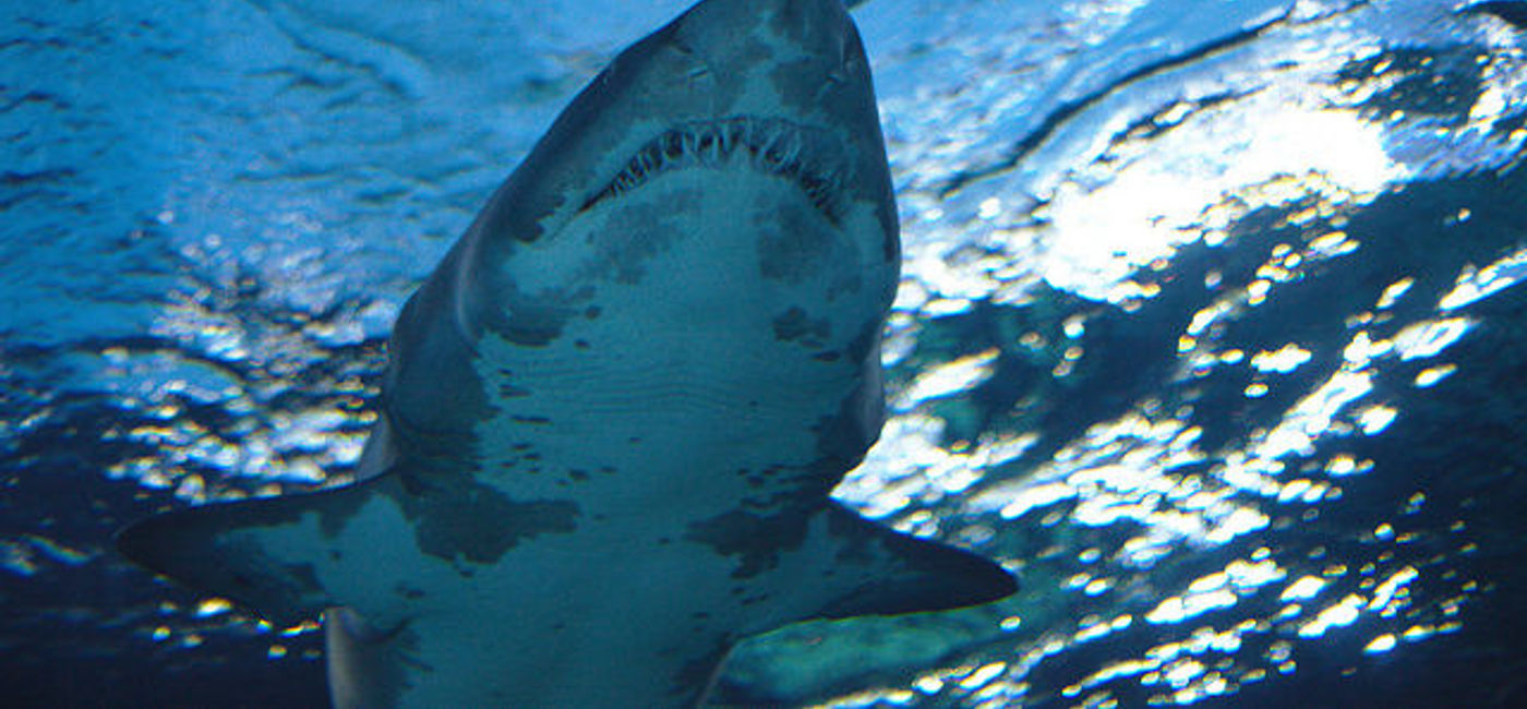 Image: PHOTO: Shark. (photo via Flickr/Malkusch Markus)