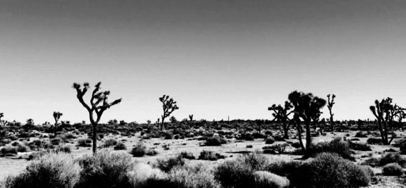 Image: PHOTO: Joshua Tree National Park in the California desert. (photo by Christine Bord)