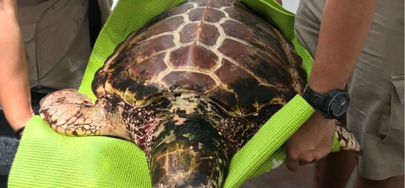 Image: PHOTO: Rescued Loggerhead Sea Turtle, Xcaret Park Turtle Hospital. (photo via Grupo Xcaret)