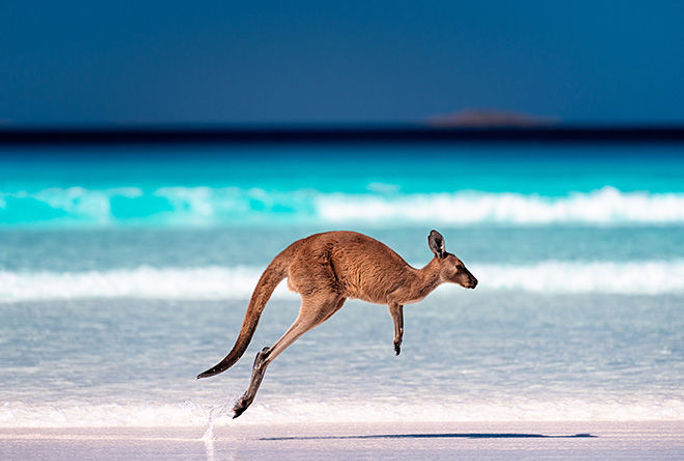 A kangaroo hopping on the sand near the surf on a beach at Lucky Bay, Western Australia. A kangaroo hopping on the sand near the surf on a beach at Lucky Bay, Western Australia.