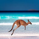 A kangaroo hopping on the sand near the surf on a beach at Lucky Bay, Western Australia.