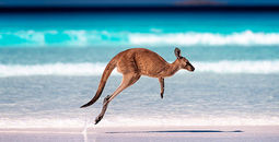 A kangaroo hopping on the sand near the surf on a beach at Lucky Bay, Western Australia.