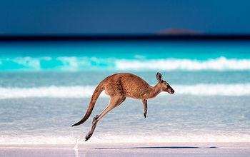 A kangaroo hopping on the sand near the surf on a beach at Lucky Bay, Western Australia.