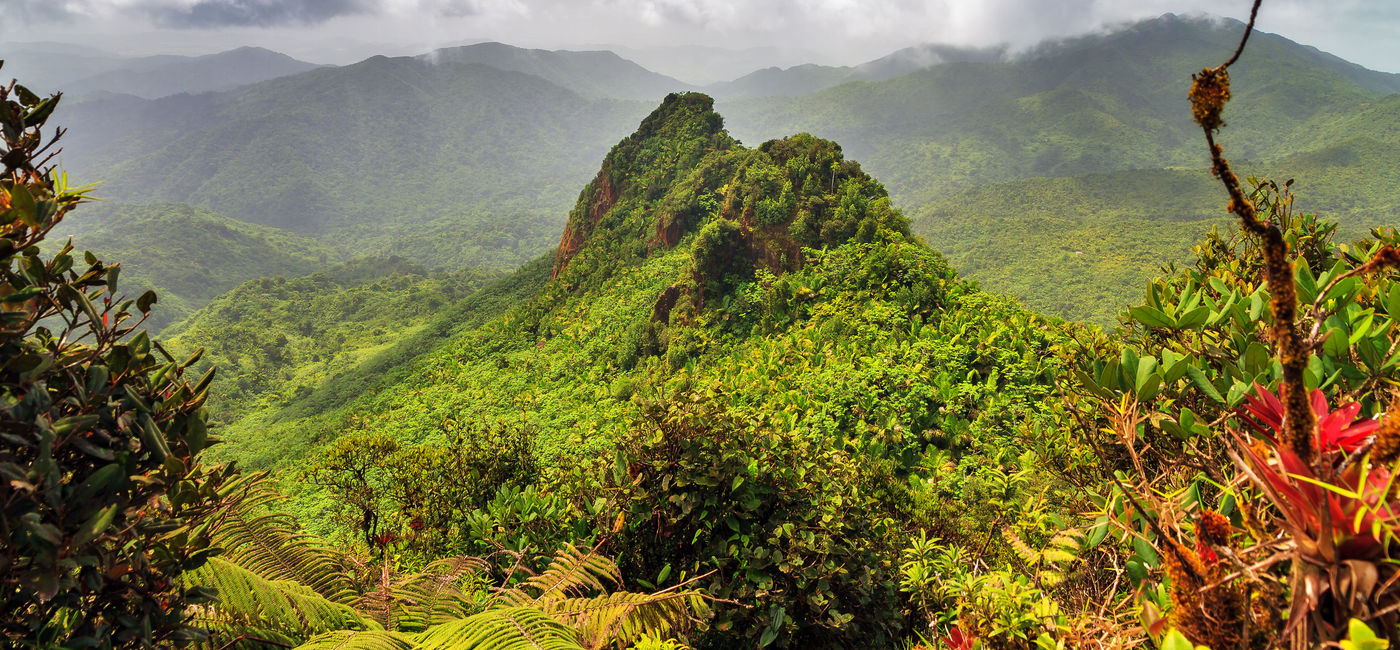Image: A handful of area hotels in Puerto Rico have launched an initiative to help protect El Yunque National Forest, the island's top nature attraction. (Photo Credit: Getty / dennisvdw)
