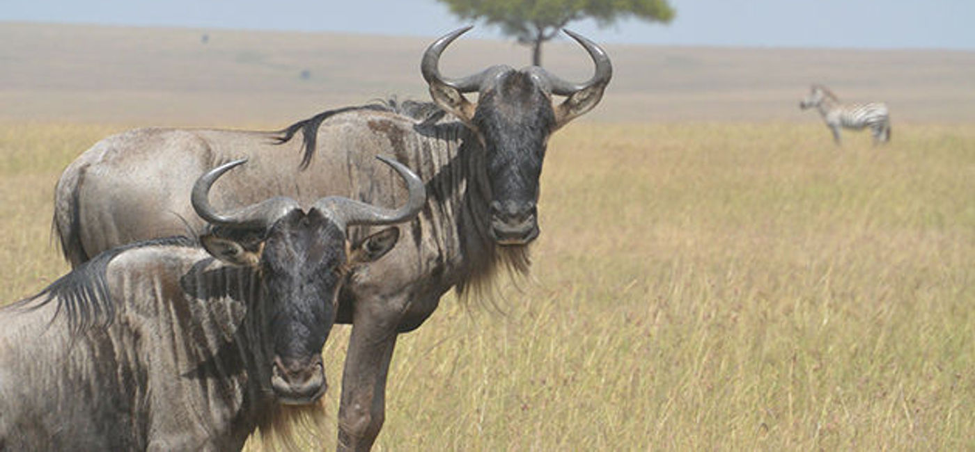 Image: PHOTO: Wildebeest. (photo via Pixabay/janmccarthy)