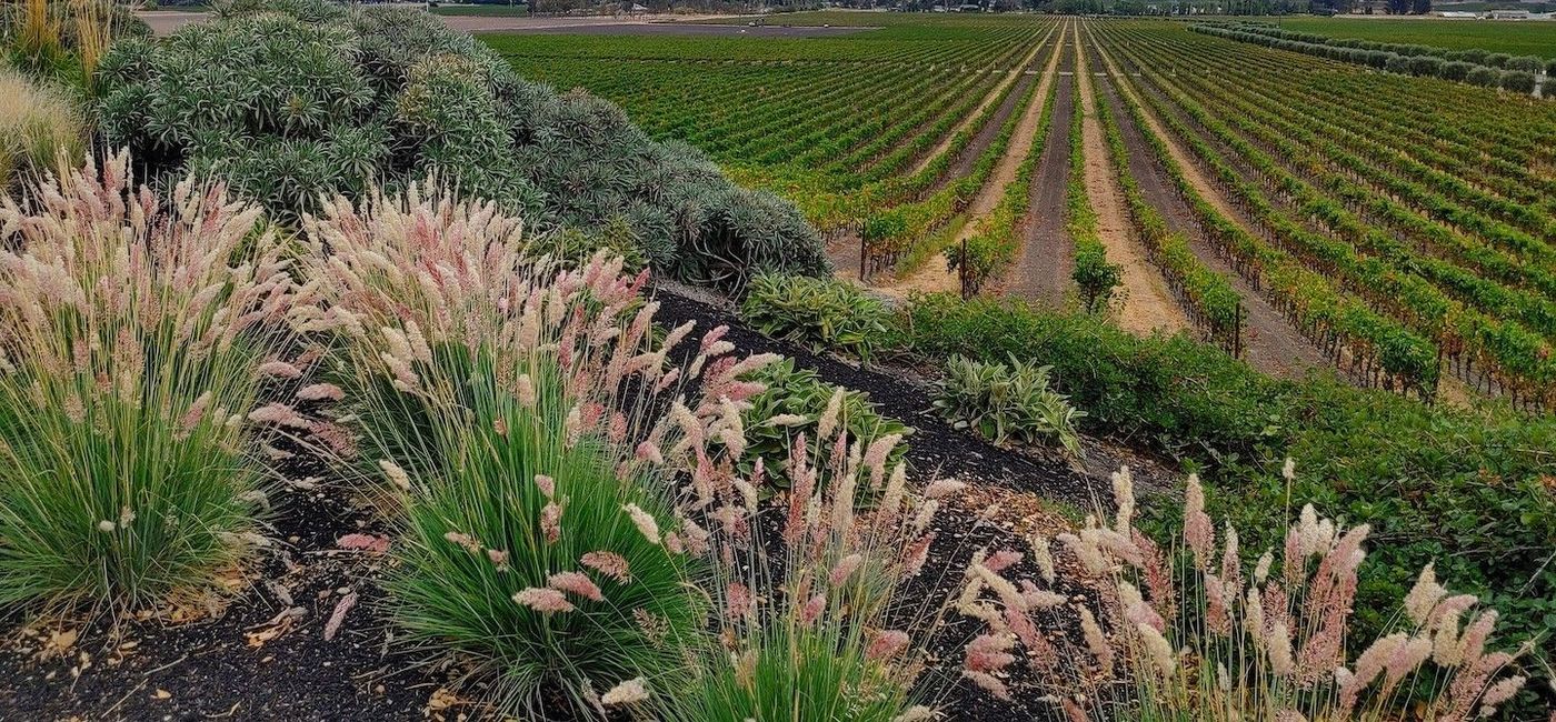 Image: Such destinations as the Napa Valley are commanding higher rates. Pictured, Gloria Ferrer Caves & Vineyards. (photo by Claudette Covey)