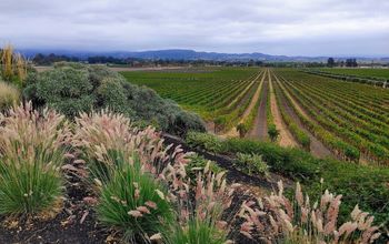 Gloria Ferrer Caves & Vineyards, Napa