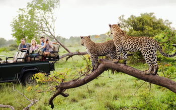 Africa, jaguars, safari, Four Seasons Private Jet Journeys