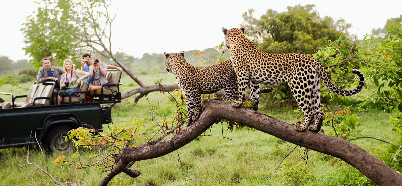 Image: A family photographs jaguars on a safari in Africa. (photo via Four Seasons Hotels and Resorts) ((photo via Four Seasons Hotels and Resorts))