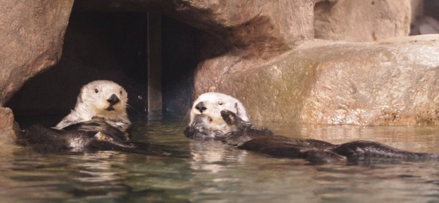 Image: Sea otters and other animals at the Georgia Aquarium can be seen cheering for the Atlanta Falcons in a video released by the Aquarium. (Photo via Flickr.com/Lars Juhl Jensen)
