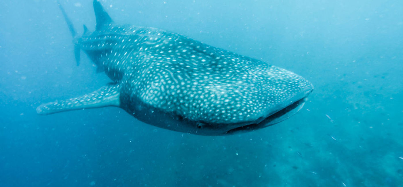 Image: PHOTO: Frolicking with whale sharks is but one Los Cabos adventure. (photo courtesy of Thinkstock)