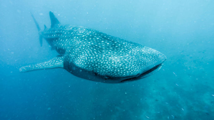 whale shark whale shark
