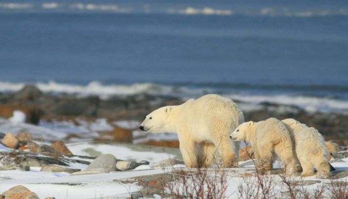 Churchill- Polar Bears in a Changing Arctic