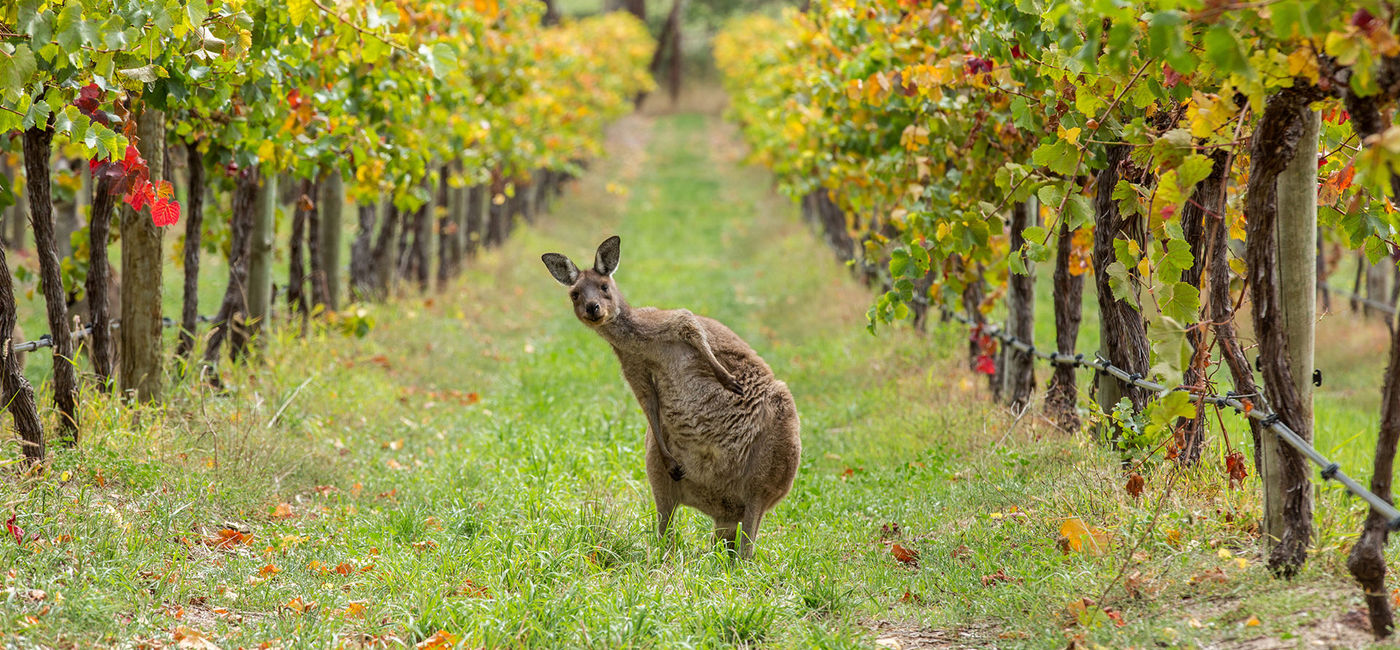 Image: South Australia. (photo courtesy Tourism Australia)