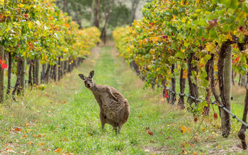 South Australia