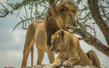 G Adventures NatGeo Tanzania