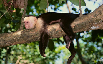 capuchin monkey costa rica