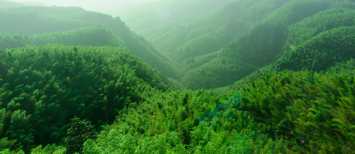 Shunan Bamboo Sea, bamboo forest, Chinese forests, forests in China, asian forests, forests in asia