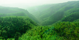 Shunan Bamboo Sea, bamboo forest, Chinese forests, forests in China, asian forests, forests in asia