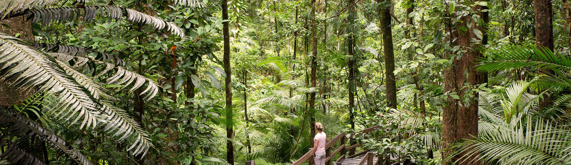 A woman gazes into the rainforest in Daintree National Park, Queensland, Australia. Daintree National Park, Queensland Australia, forests in Australia, australian forests, forests in Pacific, Pacific forests