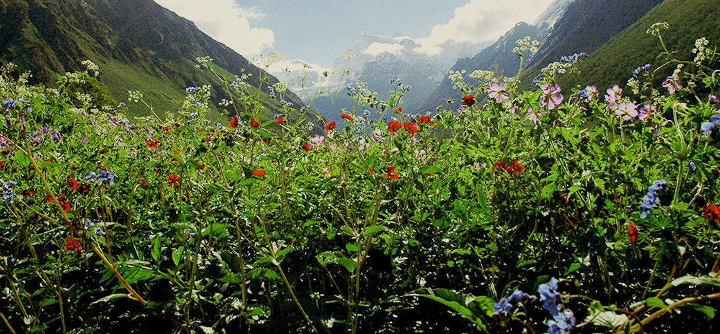 Image: PHOTO: Discover the vivid colors of Valley of Flowers National Park. (Photo via Flickr.com/Prashant Ram)