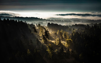 forest, Gullmarn, Visit Sweden, Sweden, european forests, forests in Europe