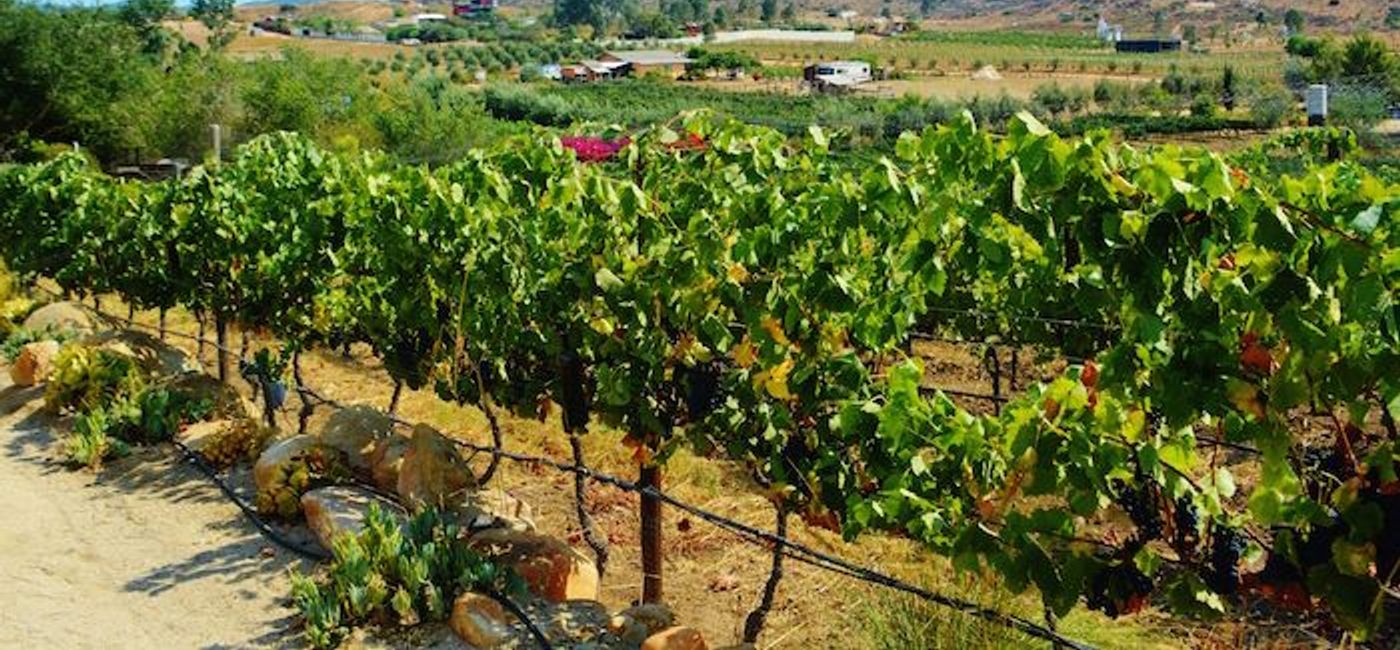 Image: PHOTO: Vineyard, Valle de Guadalupe, Mexico. (photo by Noreen Kompanik)