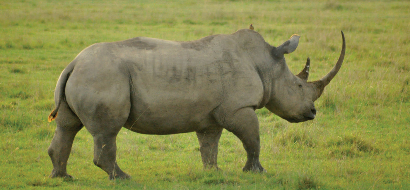 Image: A rhino in Kenya, one of the many animals to be seen while on Intrepid Travel's Premium Kenya trip. (photo via Angela Strangis / Intrepid Travel) ((photo via Angela Strangis / Intrepid Travel))