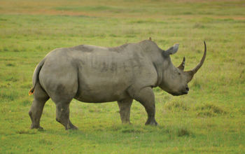 Intrepid Travel, rhino, African animals, Kenya tours