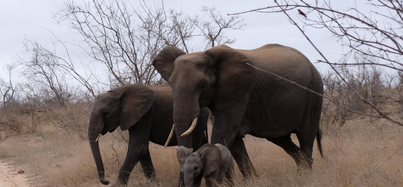 Image: PHOTO: Elephants near Kambaku  River Sands in South Africa. (Photo by Jim Byers) (Jim Byers/TravelPulse Canada)