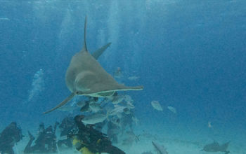Diving with Great Hammerheads in Bimini, Bahamas