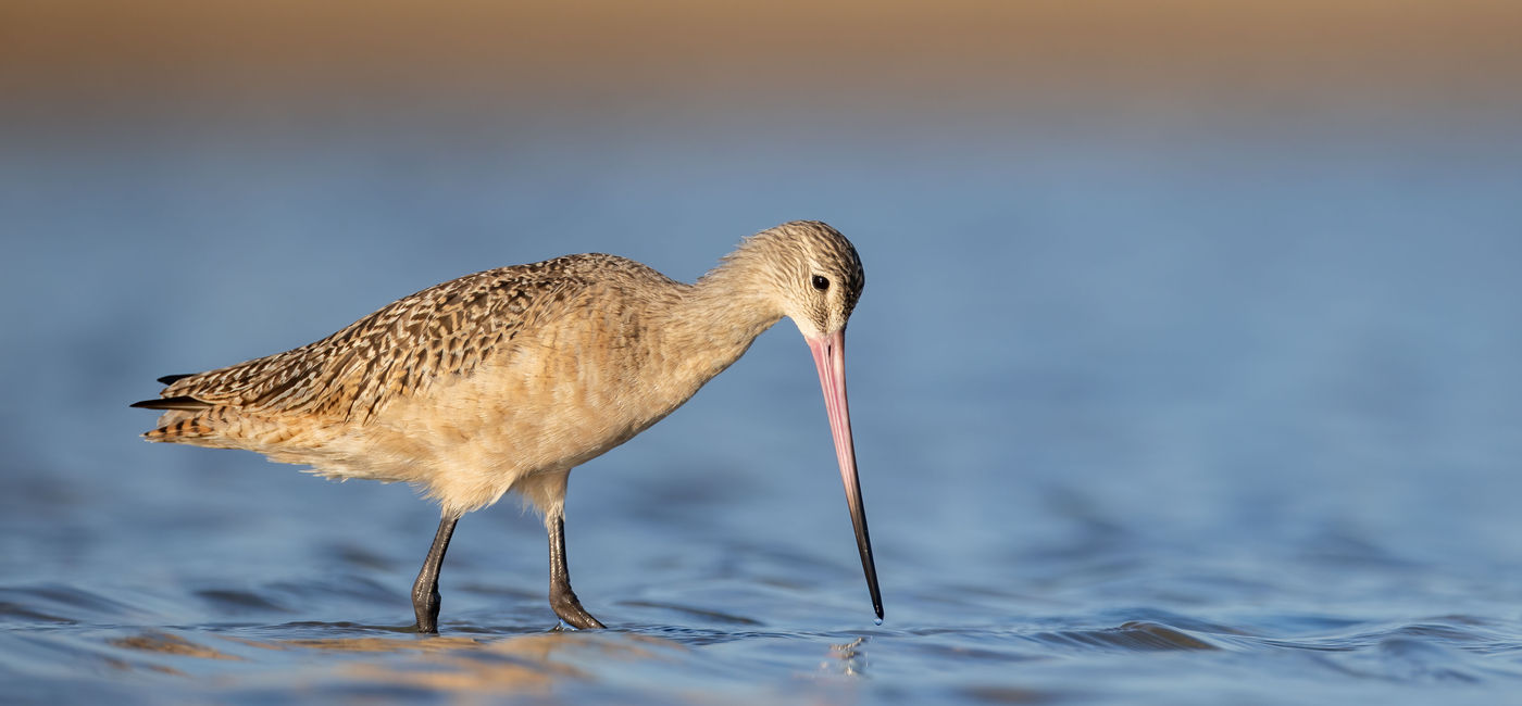 Image: The Marbled Godwit can be seen during bird migrations to Panama. (Photo Credit: Harry Collins/iStock/Getty Images Plus)