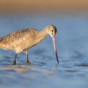 The Marbled Godwit can be seen during bird migrations to Panama.