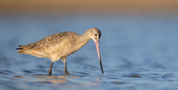 The Marbled Godwit can be seen during bird migrations to Panama.