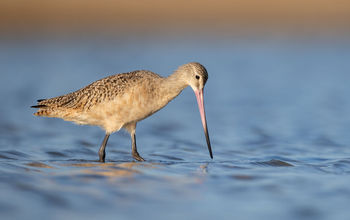 The Marbled Godwit can be seen during bird migrations to Panama.