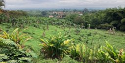 Coffee farm, Colombia, Colombia's coffee region, coffee regions, Adventures by Disney