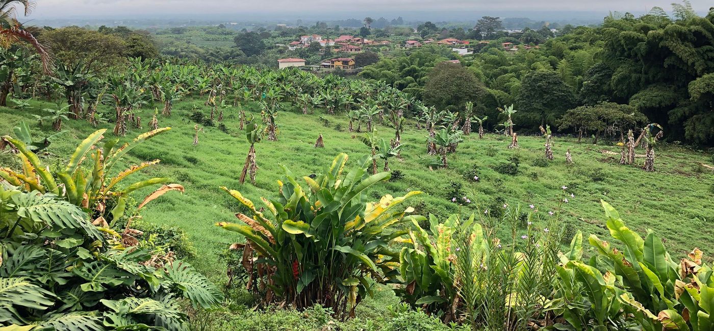 Image: A coffee farm in Colombia's Coffee Region.  (Photo Credit: Adventures by Disney)