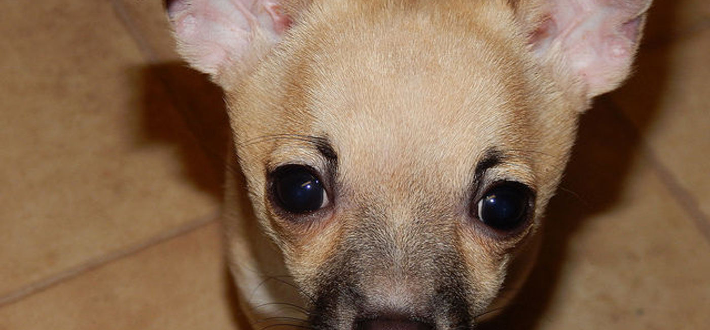 Image: PHOTO: Miniature Chihuahua. (photo via Flickr/Kelsey Jo Harrison)