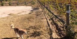 Cuna de Tierra winery in Dolores Hidalgo
