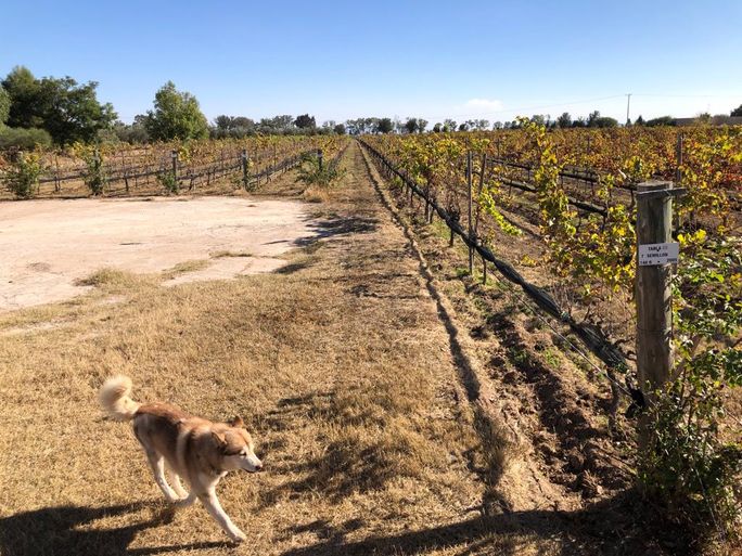 Cuna de Tierra winery in Dolores Hidalgo